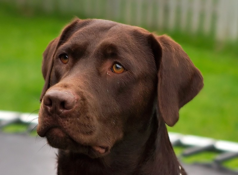 Demand for Chocolate Labs Is Making Them Sick and Prone to Early Death