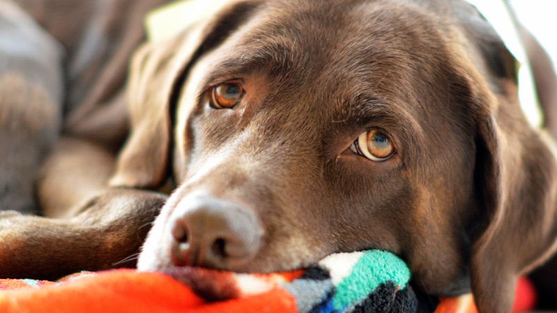 Demand for Chocolate Labs Is Making Them Sick and Prone to Early Death