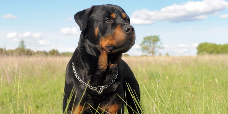 Difference Between An American Rottweiler And A German Rottweiler