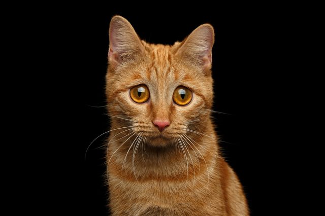 Do Cats Cry?
