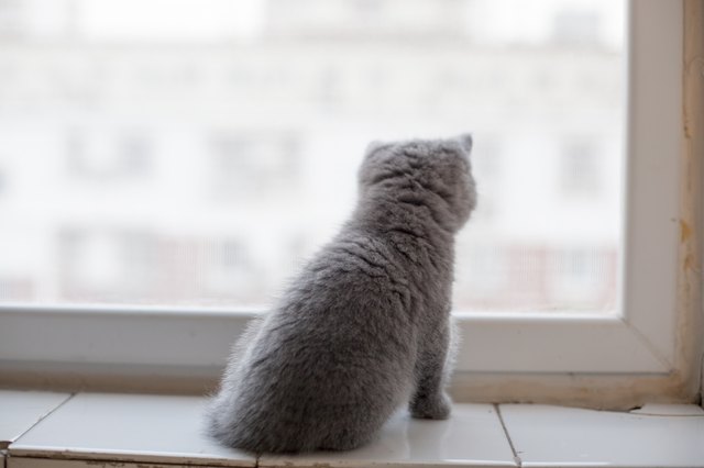 Do Cats Need to Be Allowed Outside to Be Happy? 