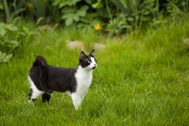 Do Cats Need to Be Allowed Outside to Be Happy? 