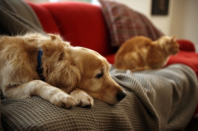 Do Dogs & Cats Know When Their Owner Is Dying?