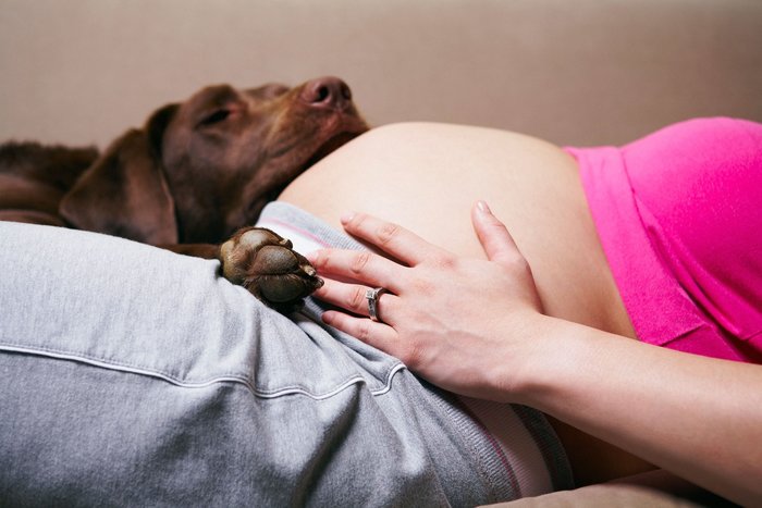Does My Dog Know I’m Pregnant Before I Do?