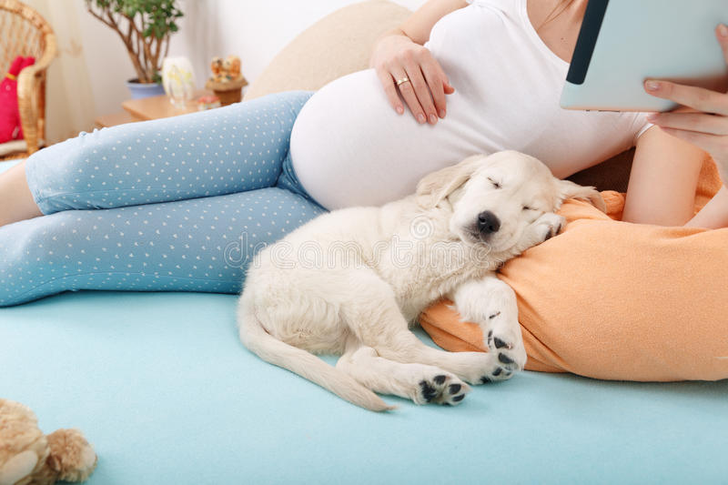 Does My Dog Know I’m Pregnant Before I Do?