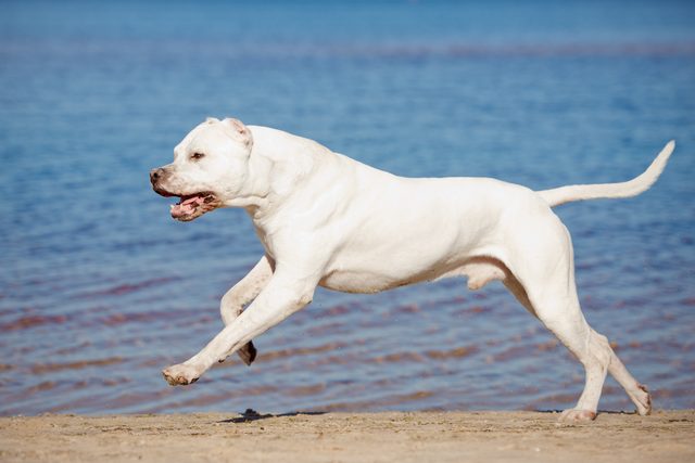 Dogo Argentino Dog Breed Facts & Information