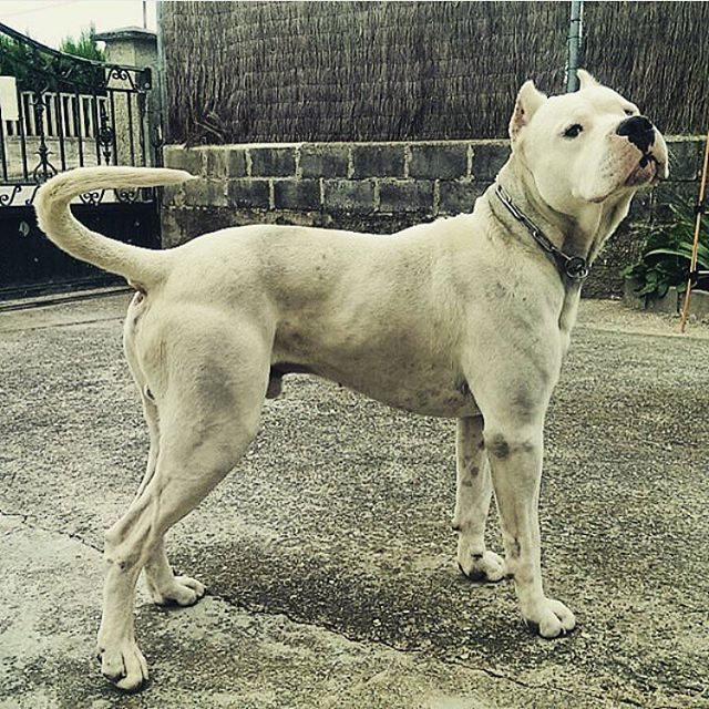 Dogo Argentino Dog Breed Facts & Information