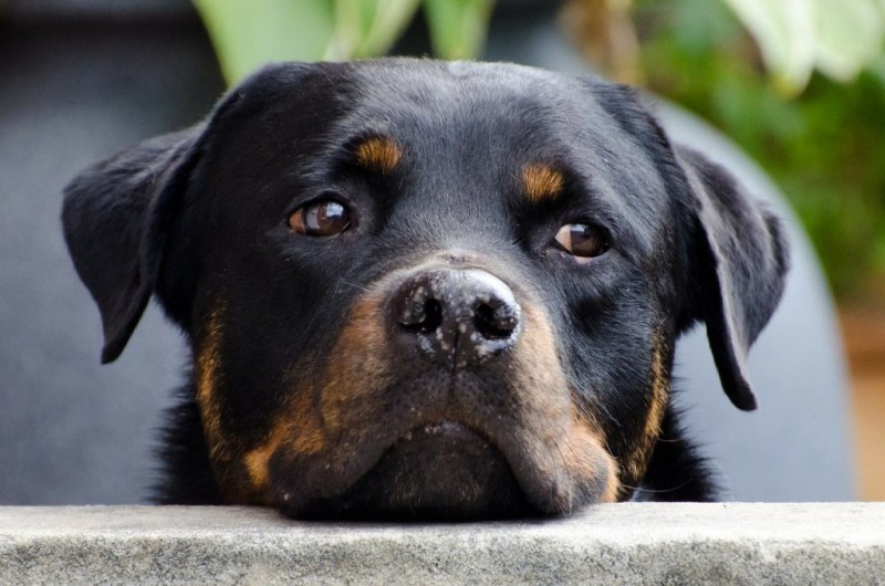 German Rottweiler Dog Breed Facts & Information