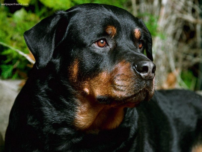 German Rottweiler Dog Breed Facts & Information
