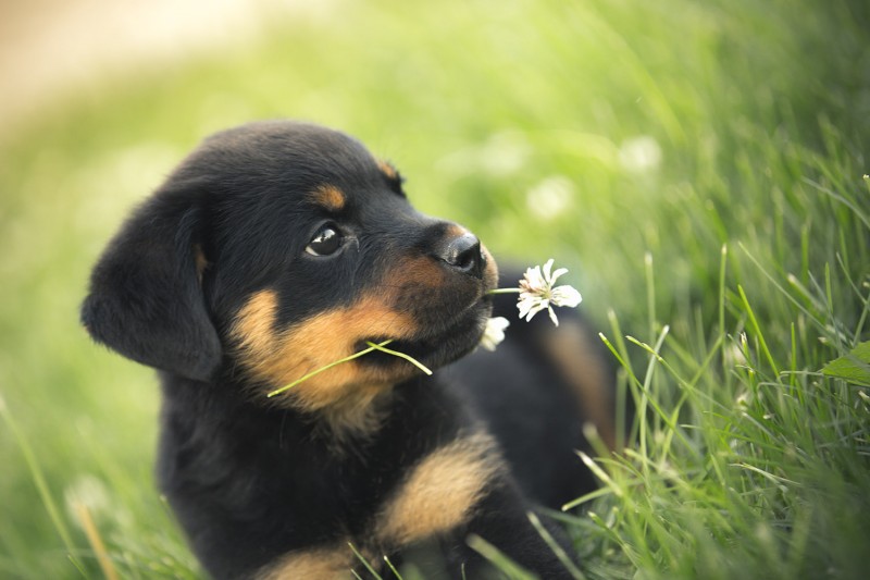 German Rottweiler Dog Breed Facts & Information