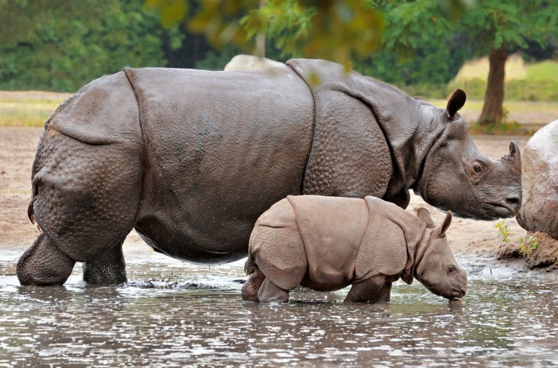 7 Rare And Exotic Wildlife Species That Can Be Found In India