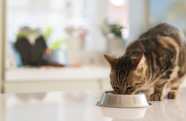 Have You Been Feeding your Cat Wrong This Whole Time?