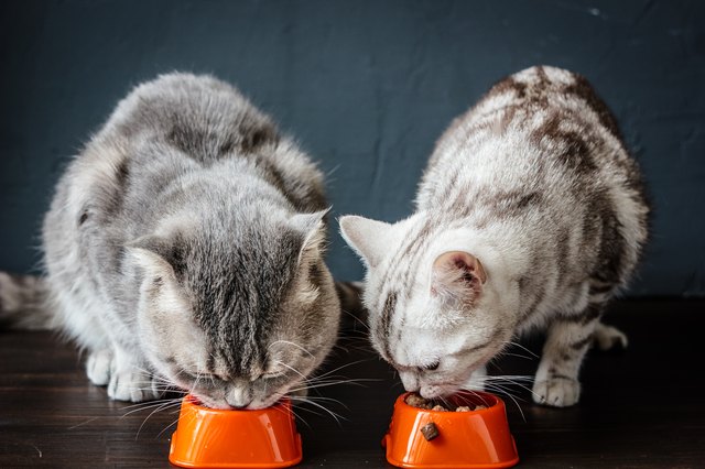 Have You Been Feeding your Cat Wrong This Whole Time?