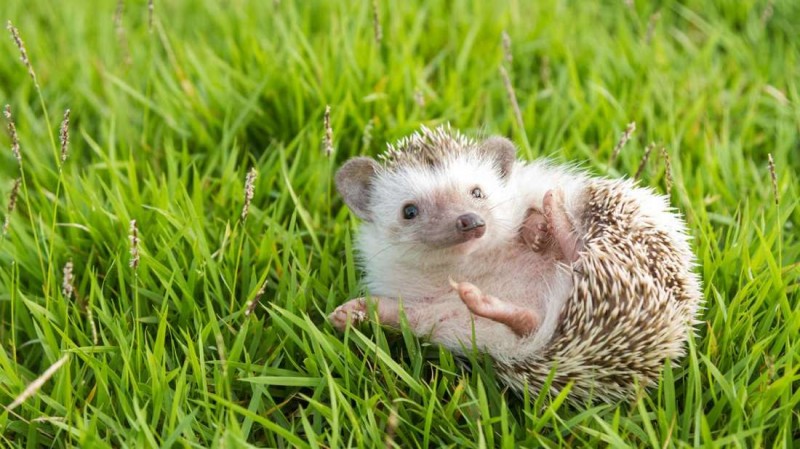 Here Are 9 Exotic Pets That Are Actually Legal To Own 