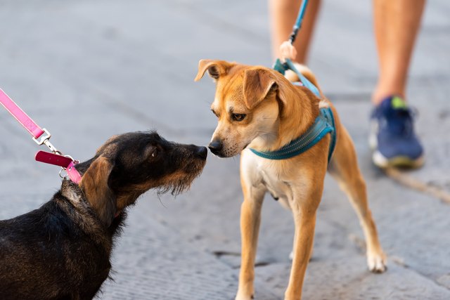 How Good is a Dog's Sense of Smell?