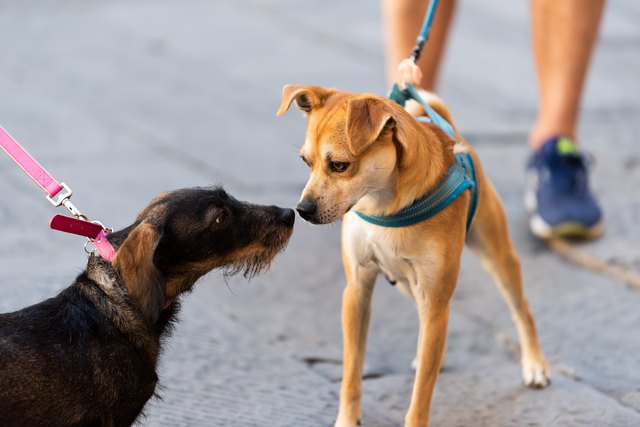 How Good is a Dog's Sense of Smell? - Animals How Good is a Dog's Sense of Smell? - Animals