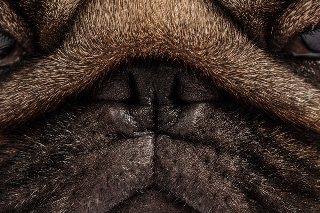 How Good is a Dog's Sense of Smell?