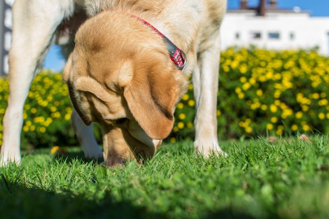 How Good is a Dog's Sense of Smell?