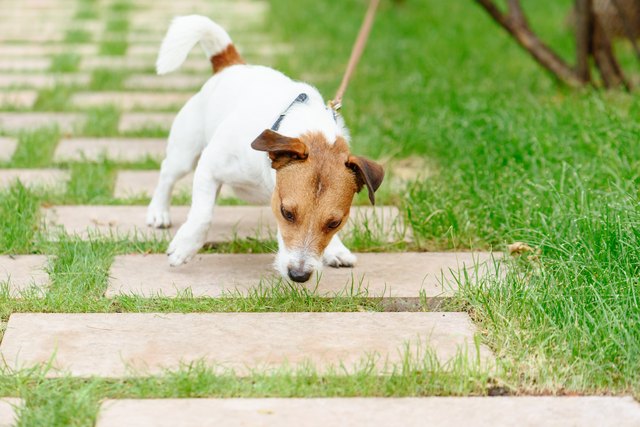 How Much Should I Let My My Dog Sniff on Walks? 