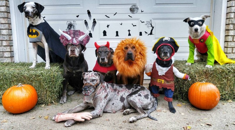 How to Give Your Pet a Safe and Happy Halloween - Animals | Katalay.net