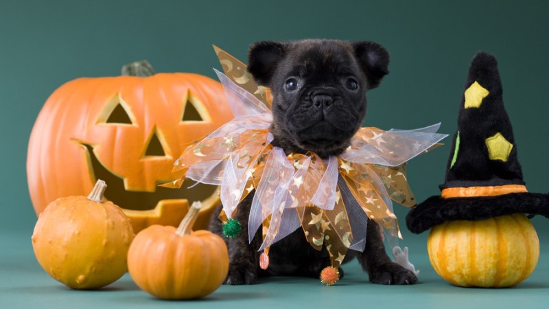 How to Give Your Pet a Safe and Happy Halloween