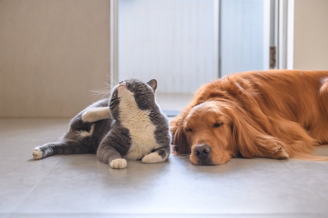 How to Kill Fleas on Your Cat or Dog, Once and For All