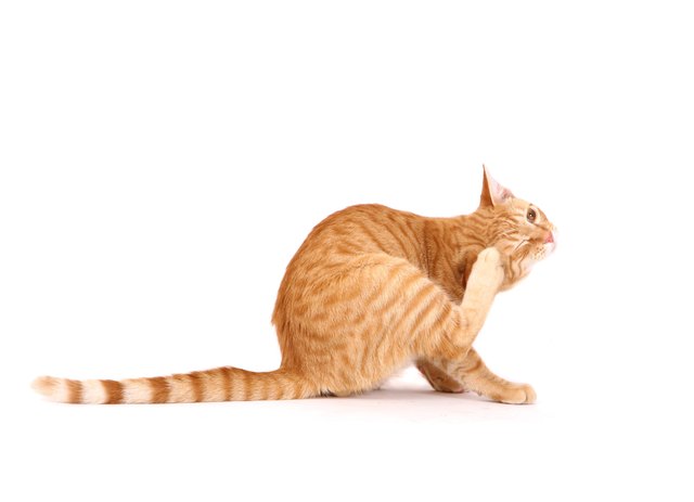 How to Kill Fleas on Your Cat or Dog, Once and For All