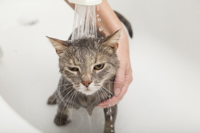 How to Kill Fleas on Your Cat or Dog, Once and For All