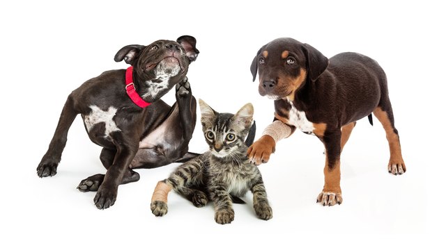 How to Kill Fleas on Your Cat or Dog, Once and For All