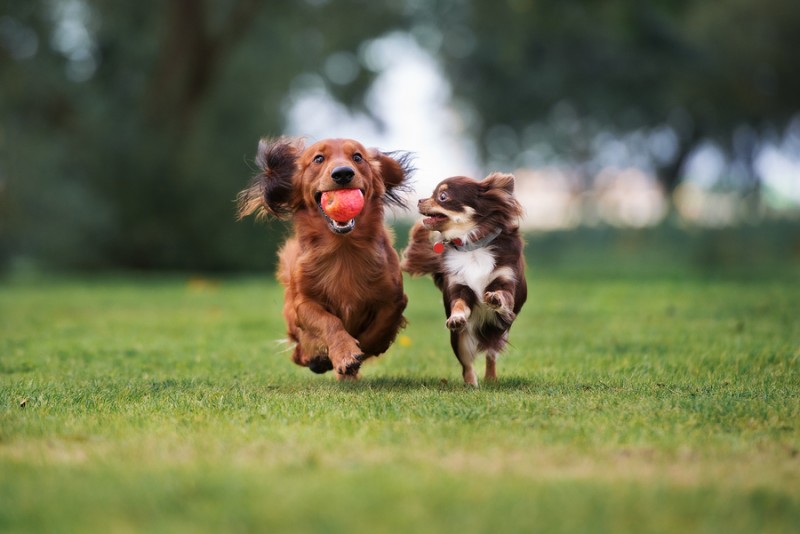 How to Socialize an Adult Dog