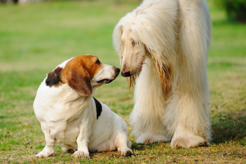 How to Socialize an Adult Dog
