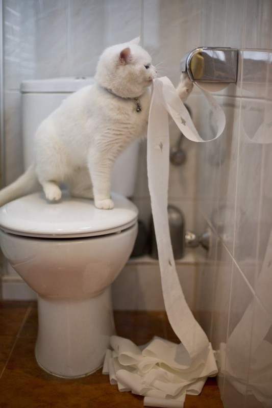 How to Toilet Train a Cat Animals