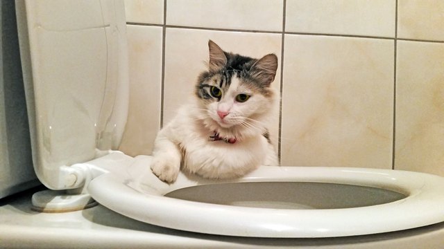 How to Toilet Train a Cat