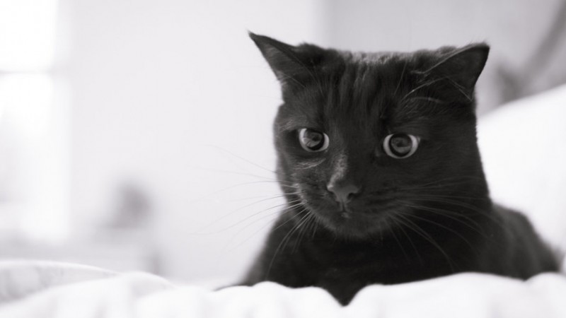 How Your Cat's Behavior Changes With Age