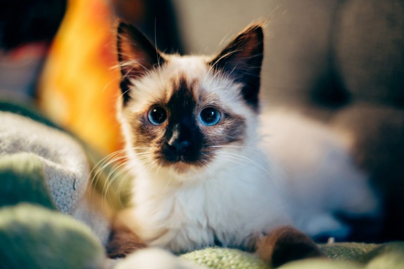 How Your Cat's Behavior Changes With Age