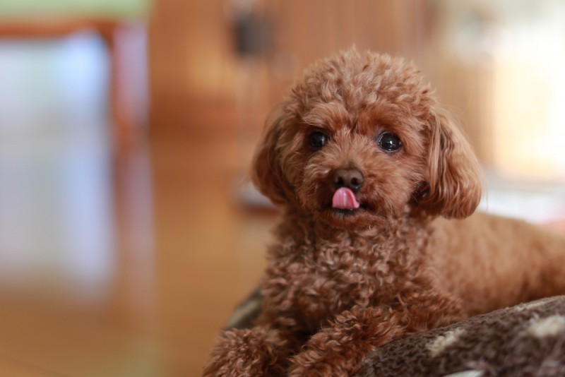 How Your Dog's Behavior Changes With Age