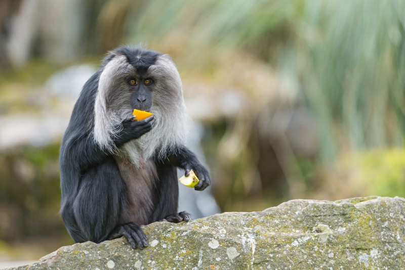 7 Rare And Exotic Wildlife Species That Can Be Found In India