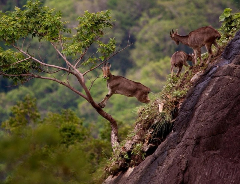 7 Rare And Exotic Wildlife Species That Can Be Found In India