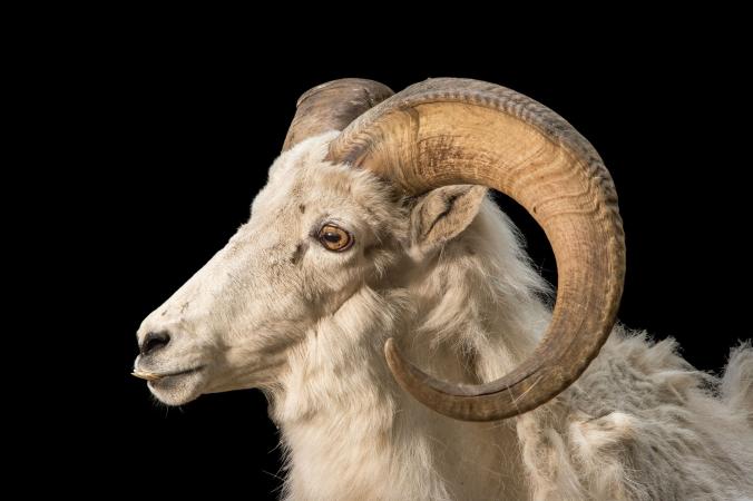 Pictures Of Animals With Killer Headgear, Part 2