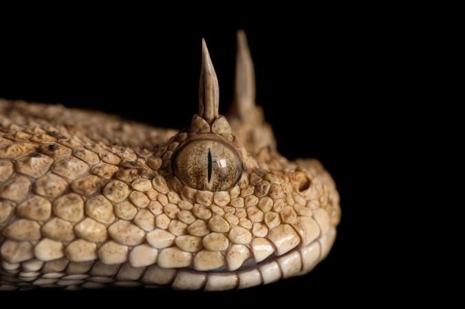 Pictures Of Animals With Killer Headgear, Part 2