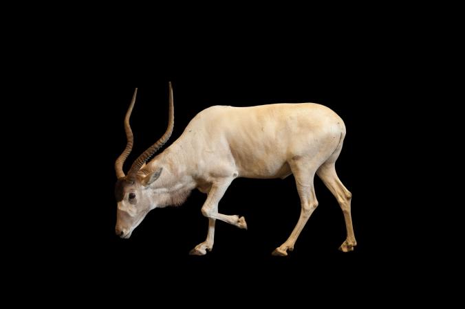Pictures Of Animals With Killer Headgear, Part 2