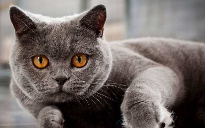 Russian Blue Cat Breed Facts & Information