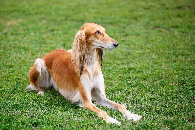 The 10 Fastest Dog Breeds