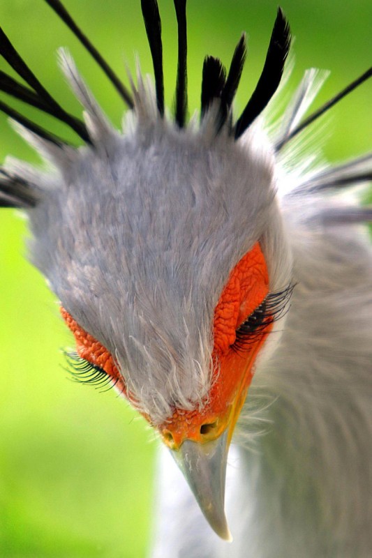 The Secretary Bird