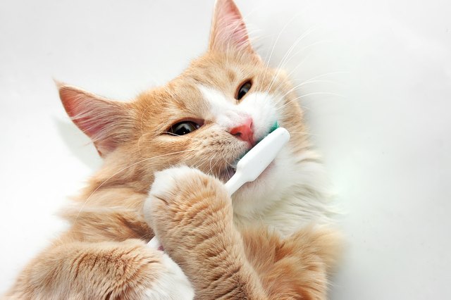 Should I Brush My Cat's Teeth?