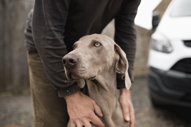Should I Feel Guilty About Leaving My Dog with a Dog Sitter?