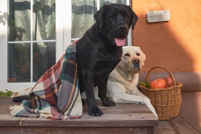Should I Feel Guilty About Leaving My Dog with a Dog Sitter?
