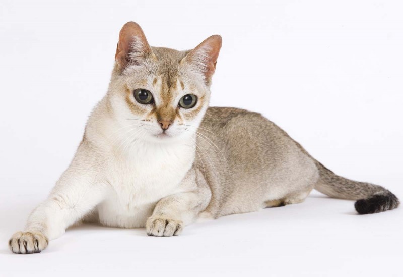 Singapura Cat Breed Facts & Information