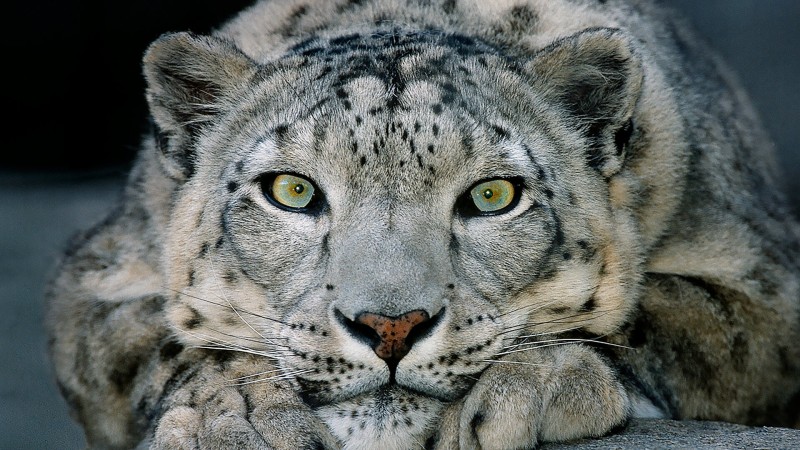 7 Rare And Exotic Wildlife Species That Can Be Found In India