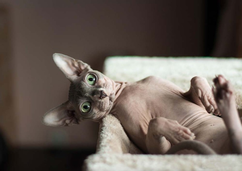 Sphynx Cat Breed Facts & Information